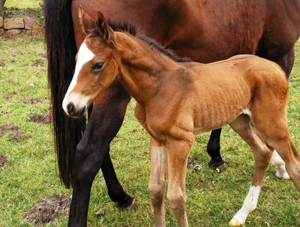 Trakehner Colt by Freudenfest out of Karalina by Exclusiv, Foto: Richard Langels, Breeder: Trakehner Gestt Hmelschenburg