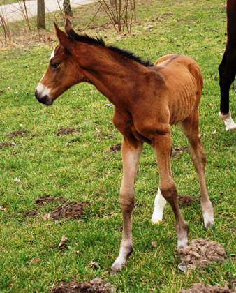 Trakehner Colt by Freudenfest out of Karalina by Exclusiv, Foto: Richard Langels, Breeder: Trakehner Gestt Hmelschenburg