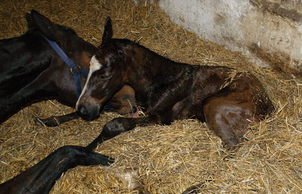 Trakehner Colt by Freudenfest out of Karalina by Exclusiv, Foto: Richard Langels, Breeder: Trakehner Gestt Hmelschenburg