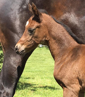 Schwalbensaga - Trakehner Filly by High Motion out of 
Schwalbensage by Grand Corazon - Gestt Hmelschenburg - Beate Langels