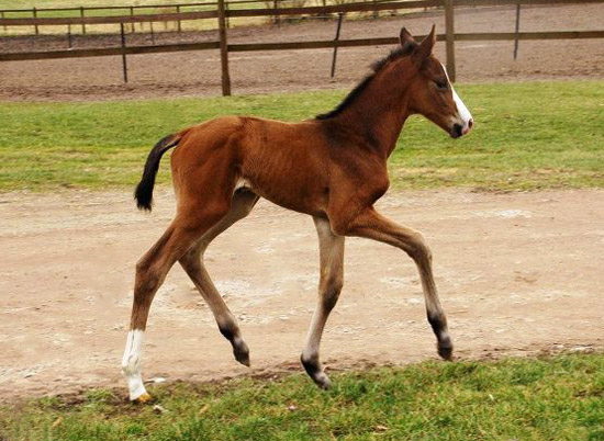 Trakehner Colt by Freudenfest out of Karalina by Exclusiv, Foto: Richard Langels, Breeder: Trakehner Gestt Hmelschenburg