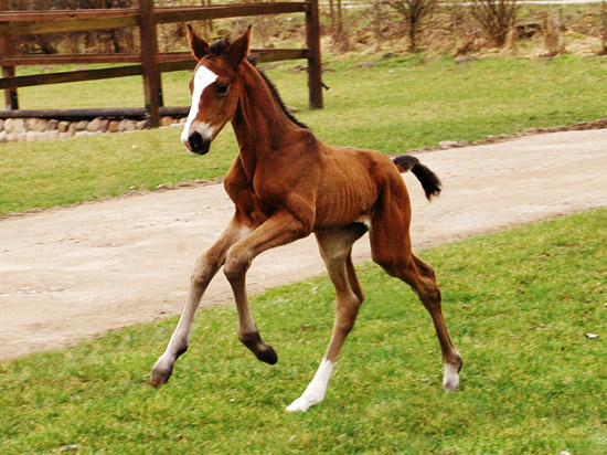 Trakehner Colt by Freudenfest out of Karalina by Exclusiv, Foto: Richard Langels, Breeder: Trakehner Gestt Hmelschenburg