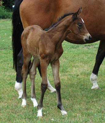 Trakehner Stutfohlen von Syriano u.d. Pr.St. Gracia Patricia II v. Alter Fritz - Trakehner Gestt Hmelschenburg - Foto: Richard Langels