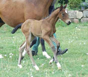 Stutfohlen von Syriano u.d. Pr.St. Gracia Patricia II v. Alter Fritz - Gestt Schplitz - Foto: Richard Langels