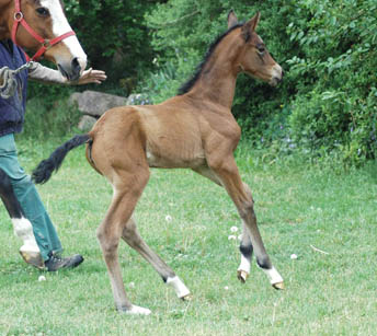 Stutfohlen von Syriano u.d. Pr.St. Gracia Patricia II v. Alter Fritz - Gestt Schplitz - Foto: Richard Langels