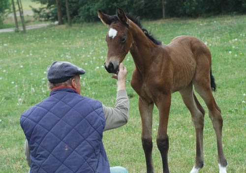 Stutfohlen von Syriano u.d. Pr.St. Gracia Patricia II v. Alter Fritz - Gestt Schplitz - Foto: Richard Langels
