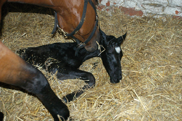 Hengstfohlen u.d. Klara v. Exclusiv - Foto: Richard Langels - Trakehner Gestt Hmelschenburg