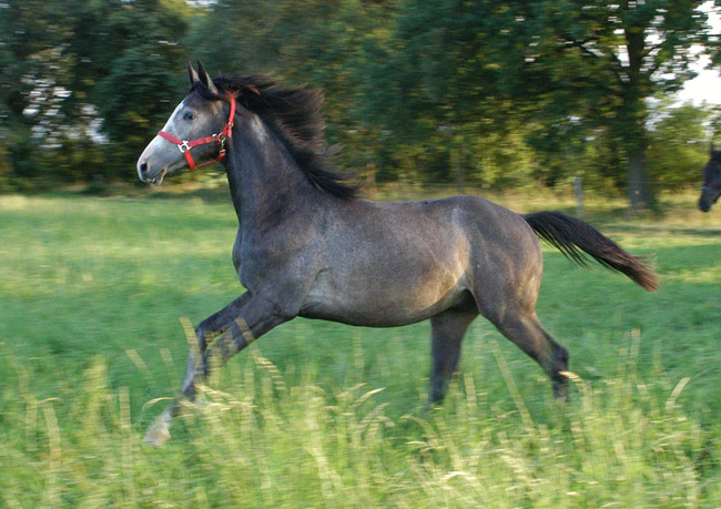 Jhrlingshengst von Saint Cyr u.d. Teatime v. Summertime - Foto: Richard Langels - Trakehner Gestt Hmelschenburg