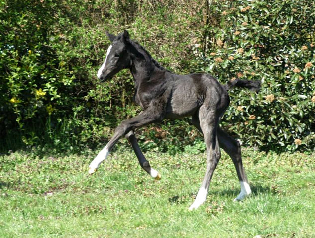 Hengstfohlen von Imhotep u.d. Gracia Patricia v. Alter Fritz u.d. Elitestute Gloriette v. Kostolany - Foto: Richard Langels - Gestt Hmelschenburg