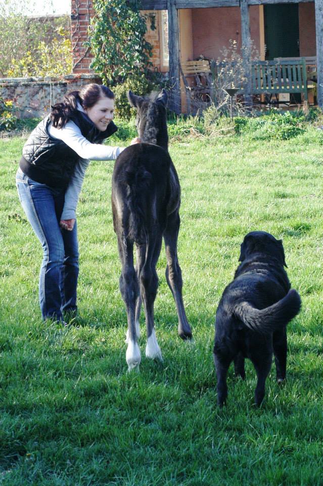 Hengstfohlen von Imhotep u.d. Gracia Patricia v. Alter Fritz u.d. Elitestute Gloriette v. Kostolany - Foto: Richard Langels - Gestt Hmelschenburg