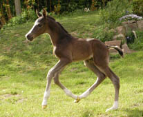 wenige Stunden alt Hengstfohlen von Saint Cyr u.d. Pr. u. StPrSt. Grace Note v. Alter Fritz, Foto: Richard Langels