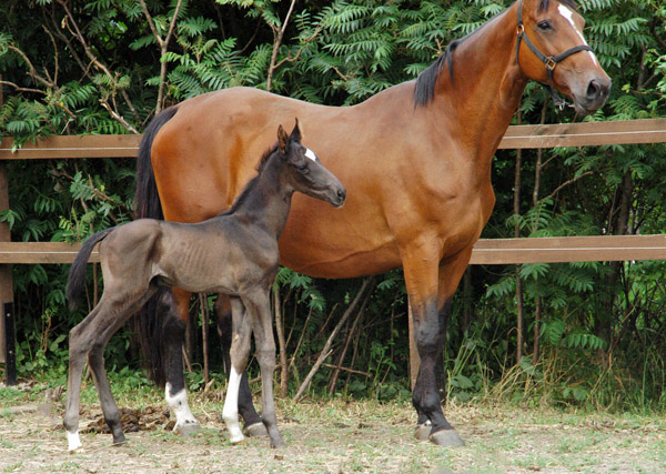 Hengstfohlen u.d. Klara v. Exclusiv - Foto: Richard Langels - Trakehner Gestt Hmelschenburg