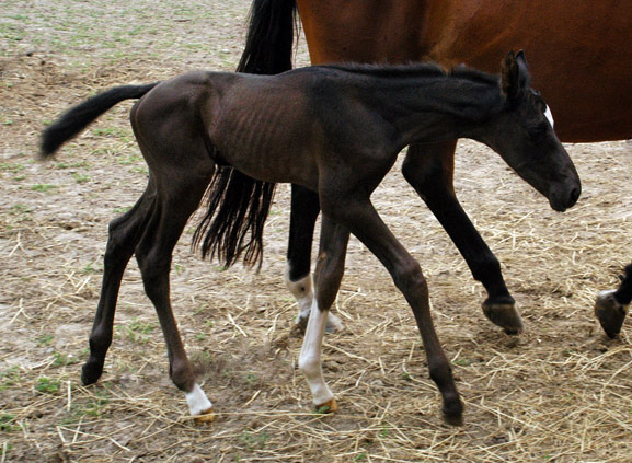 Hengstfohlen u.d. Klara v. Exclusiv - Foto: Richard Langels - Trakehner Gestt Hmelschenburg