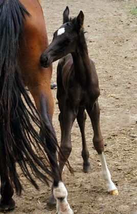 Hengstfohlen u.d. Klara v. Exclusiv - Foto: Richard Langels - Trakehner Gestt Hmelschenburg