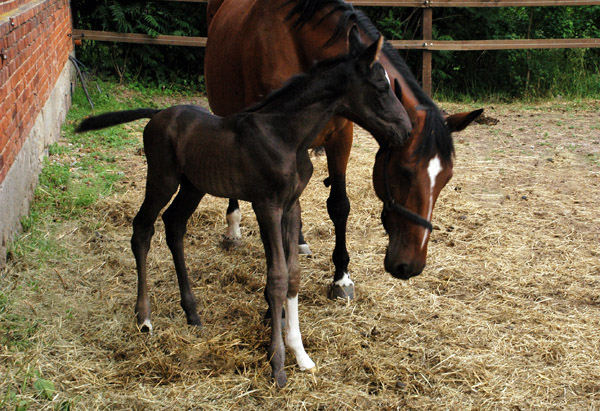 Hengstfohlen u.d. Klara v. Exclusiv - Foto: Richard Langels - Trakehner Gestt Hmelschenburg