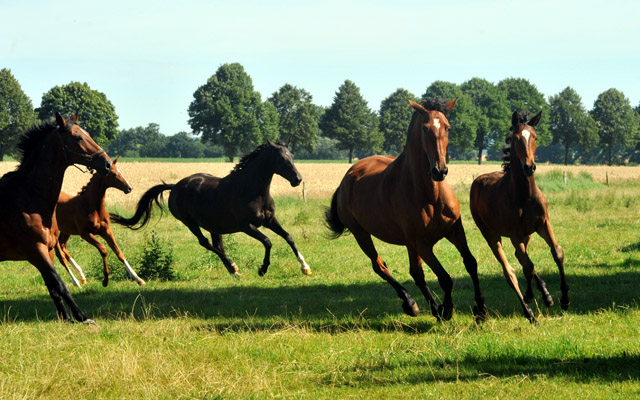 Foto Richard Langels  - Trakehner Gestt Hmelschenburg