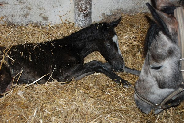 Trakehner Colt by Saint Cyr out of Teatime by Summertime, Foto: Richard Langels