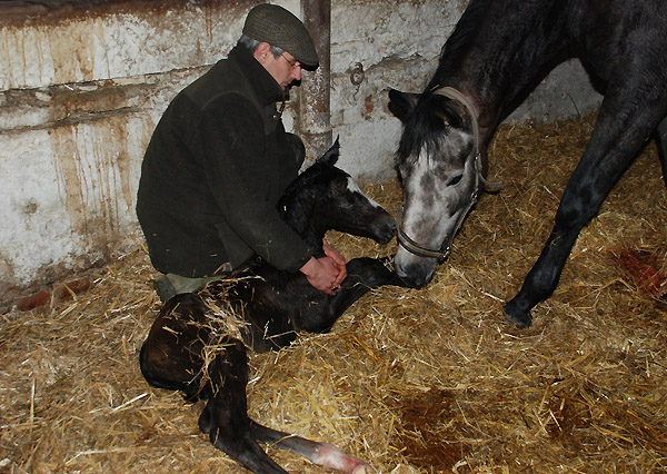 Trakehner Colt by Saint Cyr out of Teatime by Summertime, Foto: Richard Langels