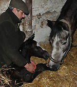 Teatime's Sohn von Saint Cyr ist geboren - Foto: Richard Langels