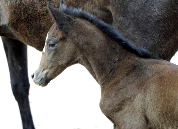 Trakehner Colt by Saint Cyr out of Teatime by Summertime, Foto: Richard Langels