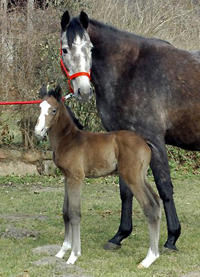 Trakehner Colt by Saint Cyr out of Teatime by Summertime, Foto: Richard Langels