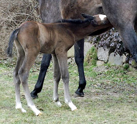 Trakehner Colt by Saint Cyr out of Teatime by Summertime, Foto: Richard Langels