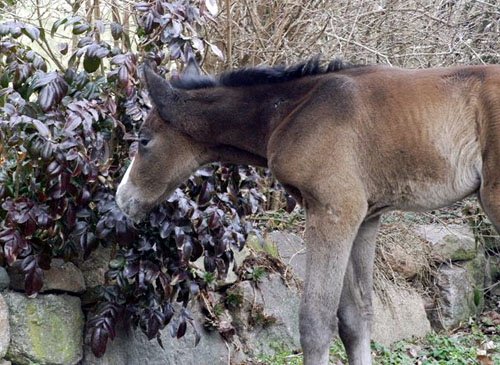 Trakehner Colt by Saint Cyr out of Teatime by Summertime, Foto: Richard Langels