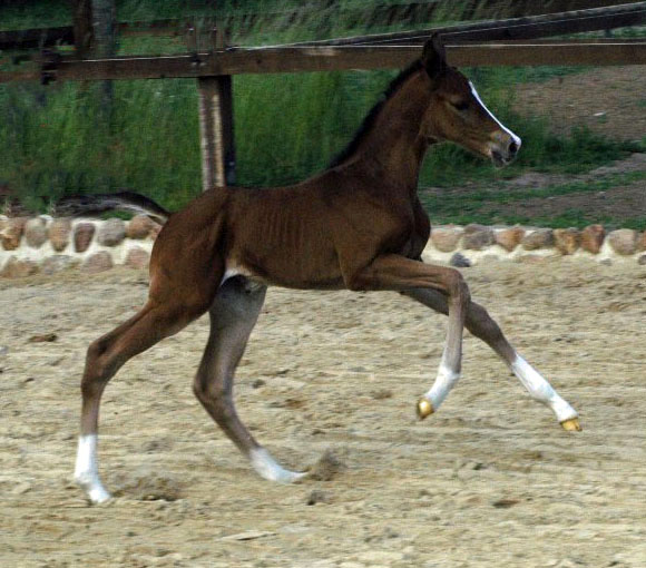 Stutfohlen v. Saint Cyr u.d. Pr.St. Grace Note v. Alter Fritz - Gestt Schplitz - Foto: Richard Langels