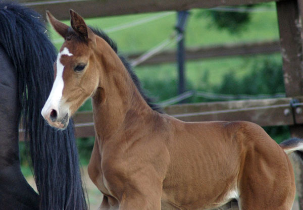 Stutfohlen v. Saint Cyr u.d. Pr.St. Grace Note v. Alter Fritz - Gestt Schplitz - Foto: Richard Langels