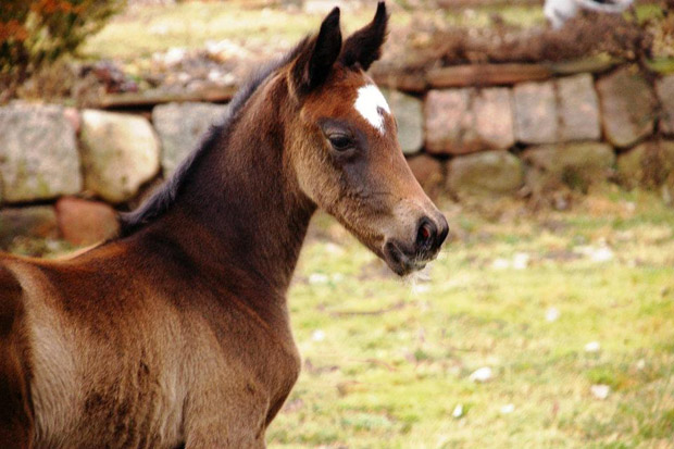 Trakehner Filly by Exclusiv out of Teatime by Summertime - Foto: Richard Langels - Trakehner Gestt Hmelschenburg