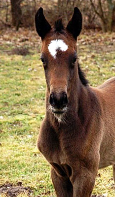 Trakehner Stutfohlen von Exclusiv u.d. Teatime v. Summertime - Foto: Richard Langels - Trakehner Gestt Hmelschenburg