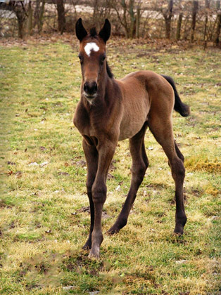 Trakehner Filly by Exclusiv out of Teatime by Summertime - Foto: Richard Langels - Trakehner Gestt Hmelschenburg