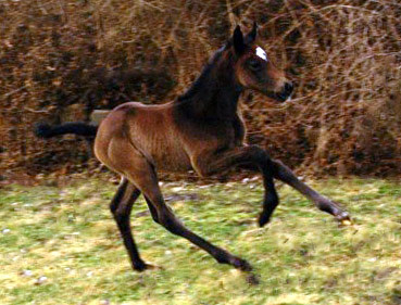 Trakehner Filly by Exclusiv out of Teatime by Summertime - Foto: Richard Langels - Trakehner Gestt Hmelschenburg