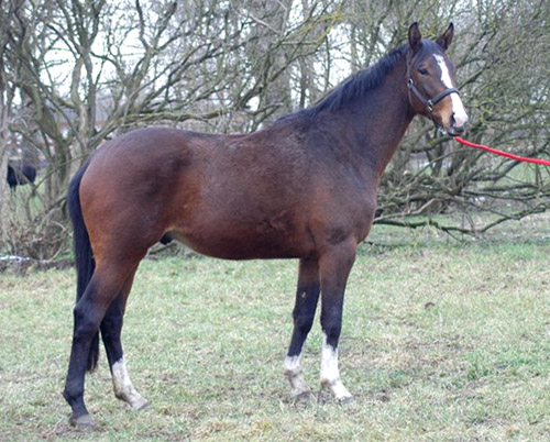 Galileo von Exclusiv u.d. Gwendolyn v. Maestro - Kostolany - Karon - Foto: Richard Langels - Trakehner Gestt Hmelschenburg