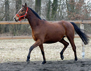 Goliath von Shavalou u.d. Guendalina v. Red Patrick xx - Foto: Richard Langels - Trakehner Gestt Hmelschenburg