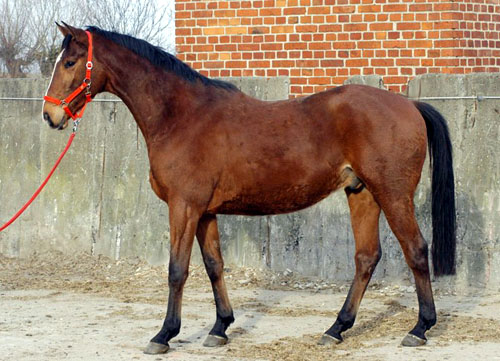 Goliath von Shavalou u.d. Guendalina v. Red Patrick xx - Foto: Richard Langels - Trakehner Gestt Hmelschenburg