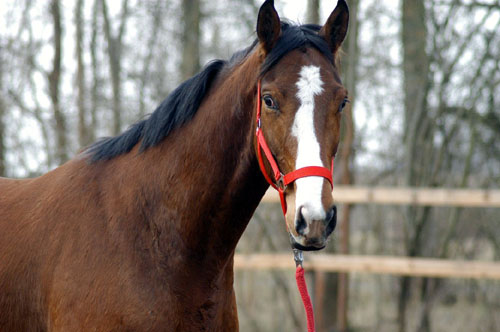 Goliath von Shavalou u.d. Guendalina v. Red Patrick xx - Foto: Richard Langels - Trakehner Gestt Hmelschenburg