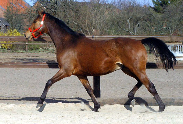 Goliath von Shavalou u.d. Guendalina v. Red Patrick xx - Foto: Richard Langels - Trakehner Gestt Hmelschenburg