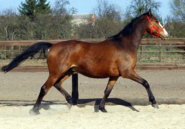 Goliath von Shavalou u.d. Guendalina v. Red Patrick xx - Foto: Richard Langels - Trakehner Gestt Hmelschenburg