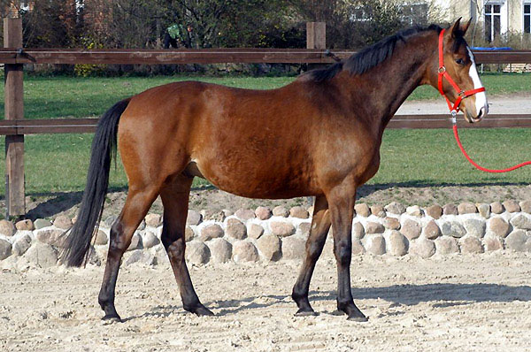 Goliath von Shavalou u.d. Guendalina v. Red Patrick xx - Foto: Richard Langels - Trakehner Gestt Hmelschenburg