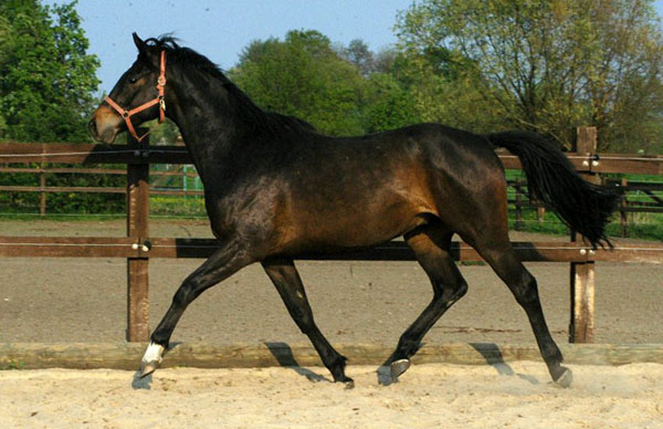 3jhriger Trakehner von Meraldik u.d. Schwalbenflair v. Exclusiv im April 2011, Foto: Richard Langels