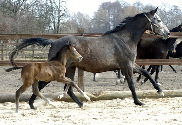 14 Tage alt: Trakehner Hengstfohlen von Saint Cyr u.d. Teatime v. Summertime, Foto: Richard Langels - Trakehner Gestt Hmelschenburg