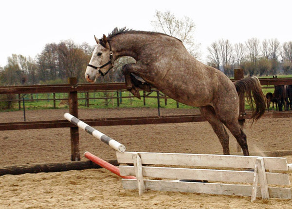   3jhriger Trakehner Wallach Tilly von Leonidas u.d. Thirica v. Enrico Caruso - Foto: Richard Langels - Trakehner Gestt Hmelschenburg