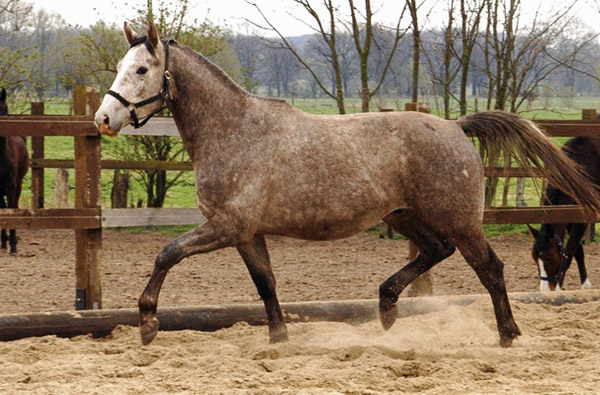   3jhriger Trakehner Wallach Tilly von Leonidas u.d. Thirica v. Enrico Caruso - Foto: Richard Langels - Trakehner Gestt Hmelschenburg