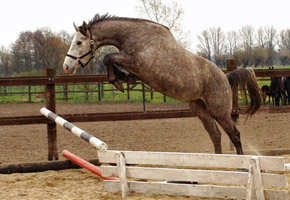 Tilly von Leonidas u.d. Thirica v. Enrico Caruso, 3j�hrig (Foto R. Langels) - Trakehner Gest�t H�melschenburg Beate Langels