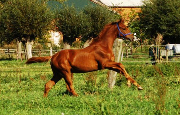 Tudor v. Iskander - Sixtus (Konsortium Tudor), Foto Richard Langels