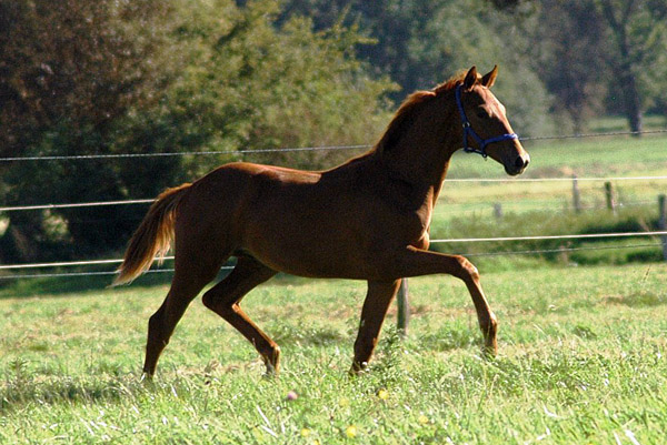 Tudor v. Iskander - Sixtus (Konsortium Tudor), Foto Richard Langels