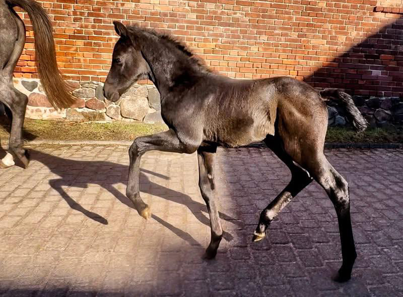 Hengstfohlen von Saint Cyr x Zauberdeyk- Foto:  Roland Mittermayer