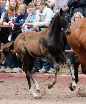 Trakehner Rapphengst von Saint Cyr u.d. Rubina v. Tycoon - Foto: Rolf Sander - Trakehner Gestt Hmelschenburg