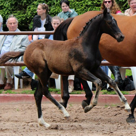 Trakehner Rapphengst von Saint Cyr u.d. Rubina v. Tycoon - Foto: Rolf Sander - Trakehner Gestt Hmelschenburg